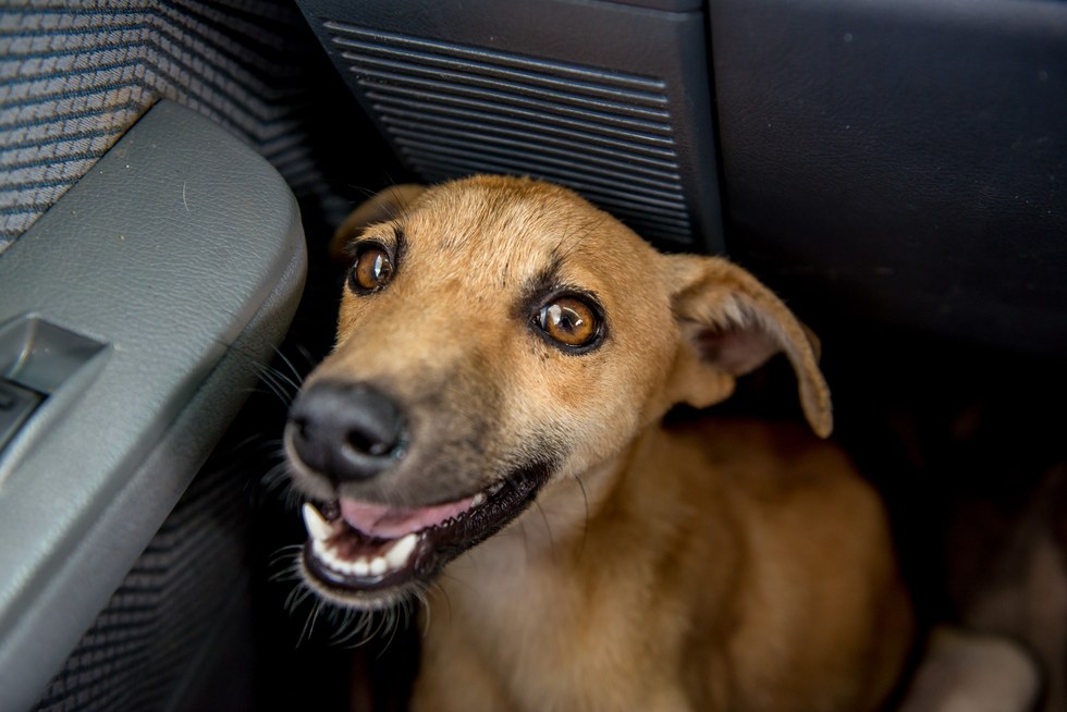 paralyzed puppy drags herself for miles to find help