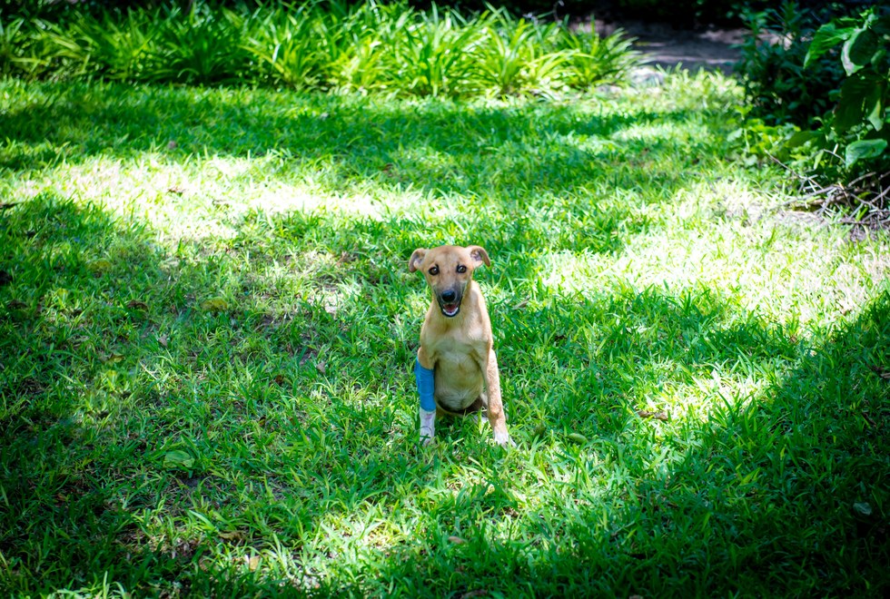 paralyzed puppy drags herself for miles to find help