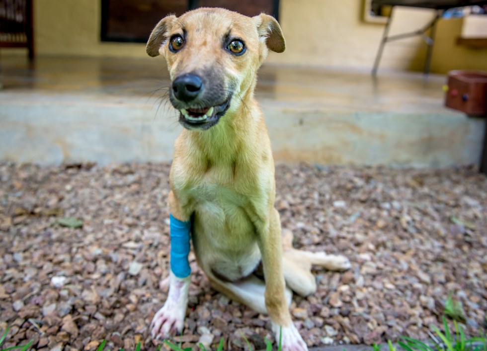 paralyzed puppy drags herself for miles to find help