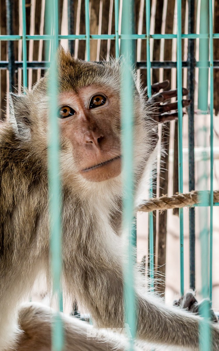 Caged Monkey  Rescued From Tourist Bar In Indonesia