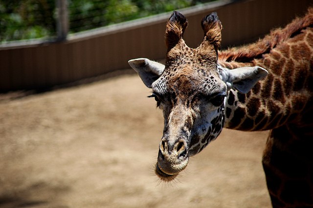 5 best zoos to visit in the United States - The Journiest