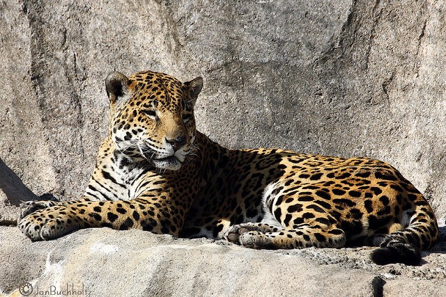5 best zoos to visit in the United States - The Journiest