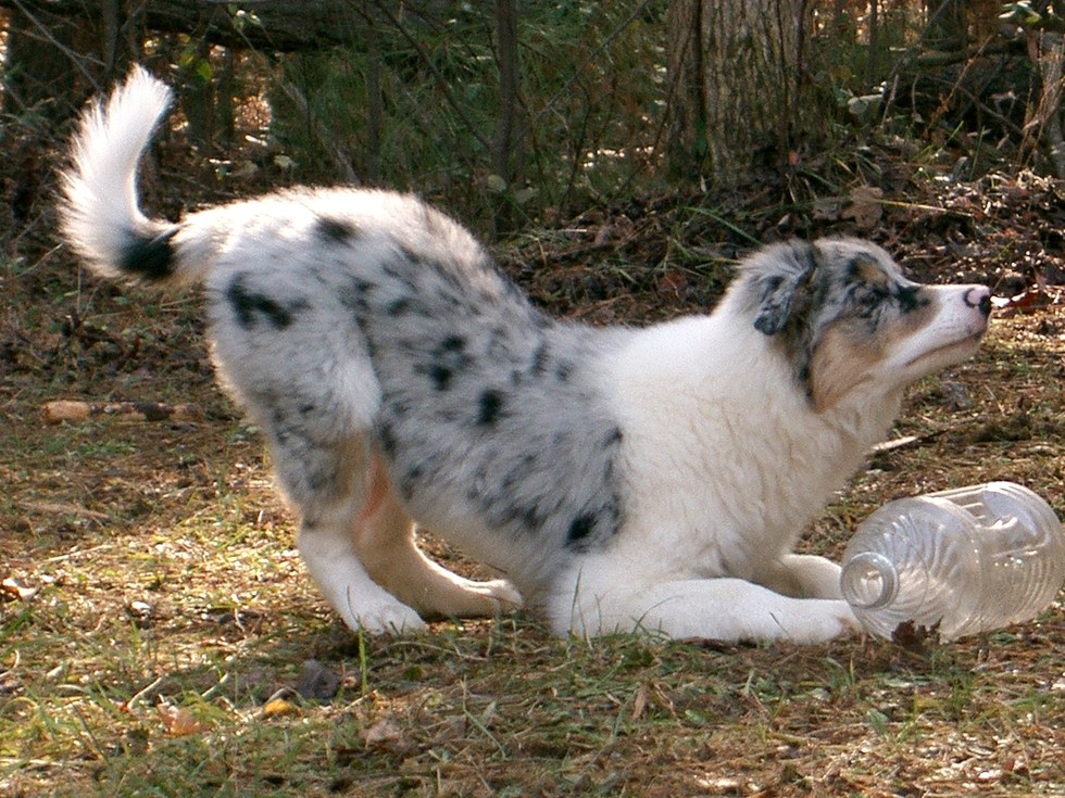 Dog Obsessed With Squirrels Finally Gets One
