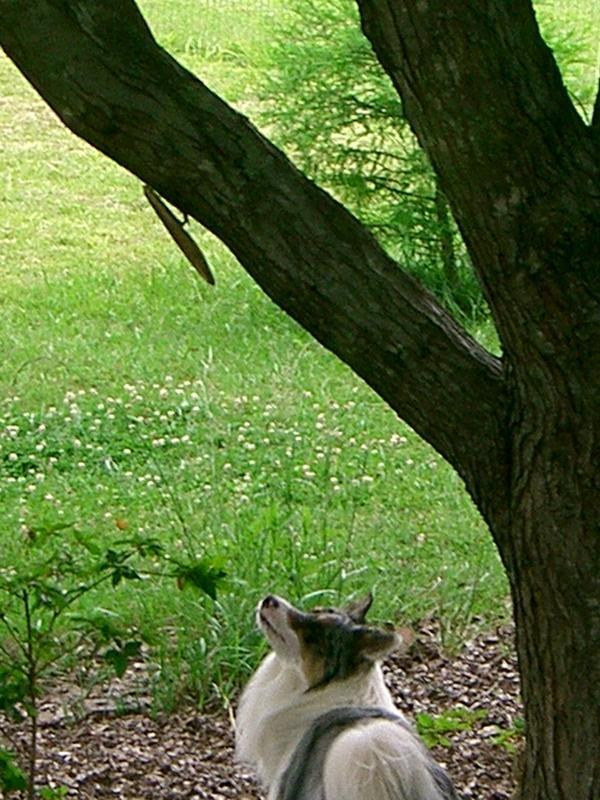 Dog Obsessed With Squirrels Finally Gets One