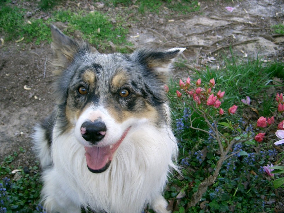 Dog Obsessed With Squirrels Finally Gets One