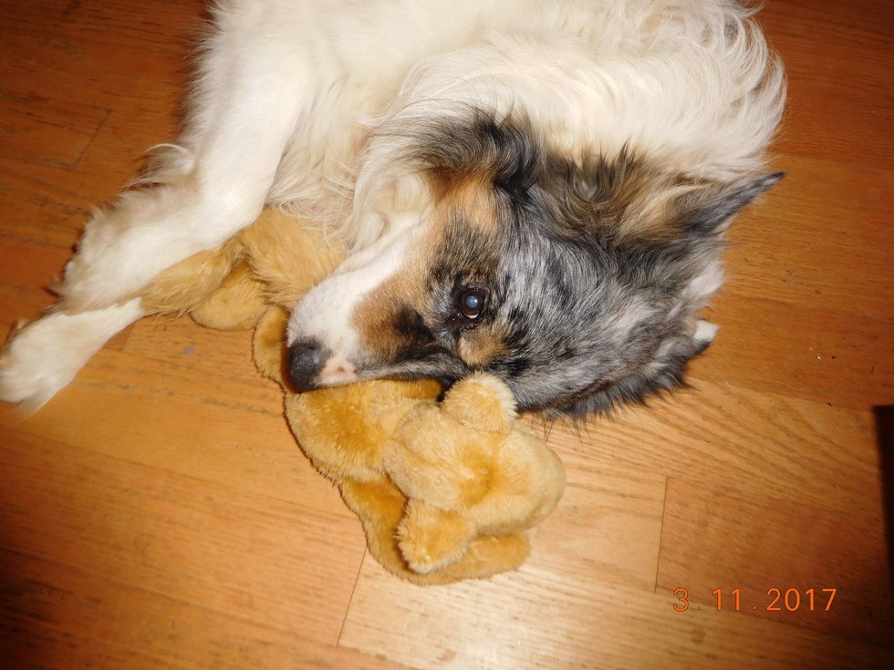 Dog Obsessed With Squirrels Finally Gets One