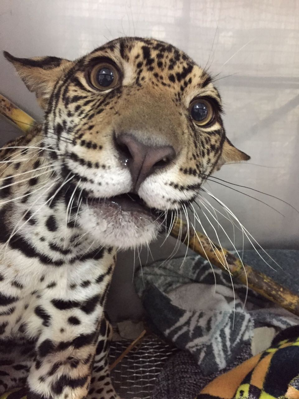 Baby Jaguar Shot In Ecuador Forest