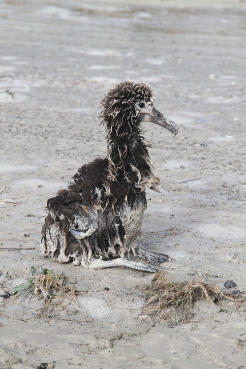 Albatross Chicks Are Moved Because Of Climate Change Threats