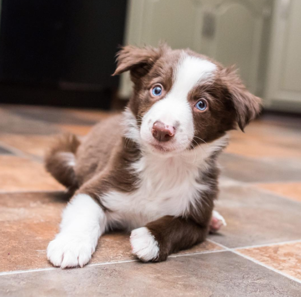 Hugging Dogs Get New Border Collie Puppy Brother