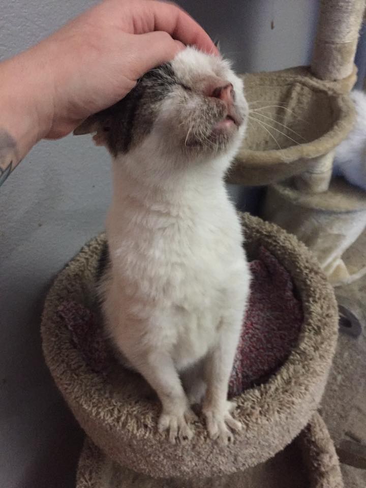 12 Yearold Cat Who Was Neglected, Receives Love And Can't Stop Hugging