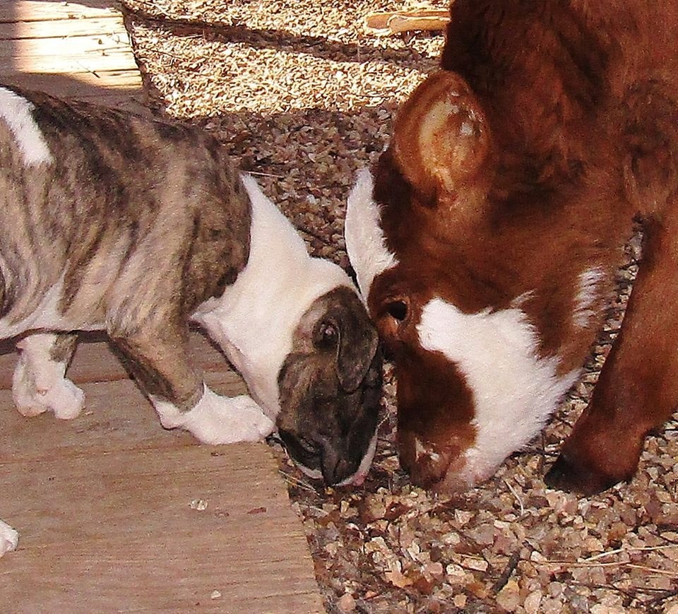 Miniature Cow Is Best Friends With All The Dogs