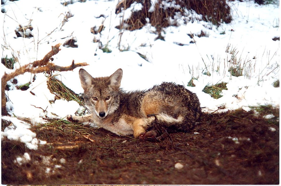 Oregon coyote caught in a Wildlife Services trap