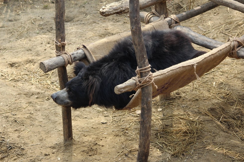 Former dancing bear rescued in India