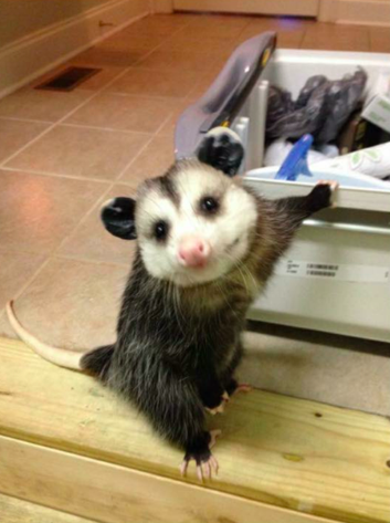 Orphaned Opossum Refuses To Be Released Back Into The Wild