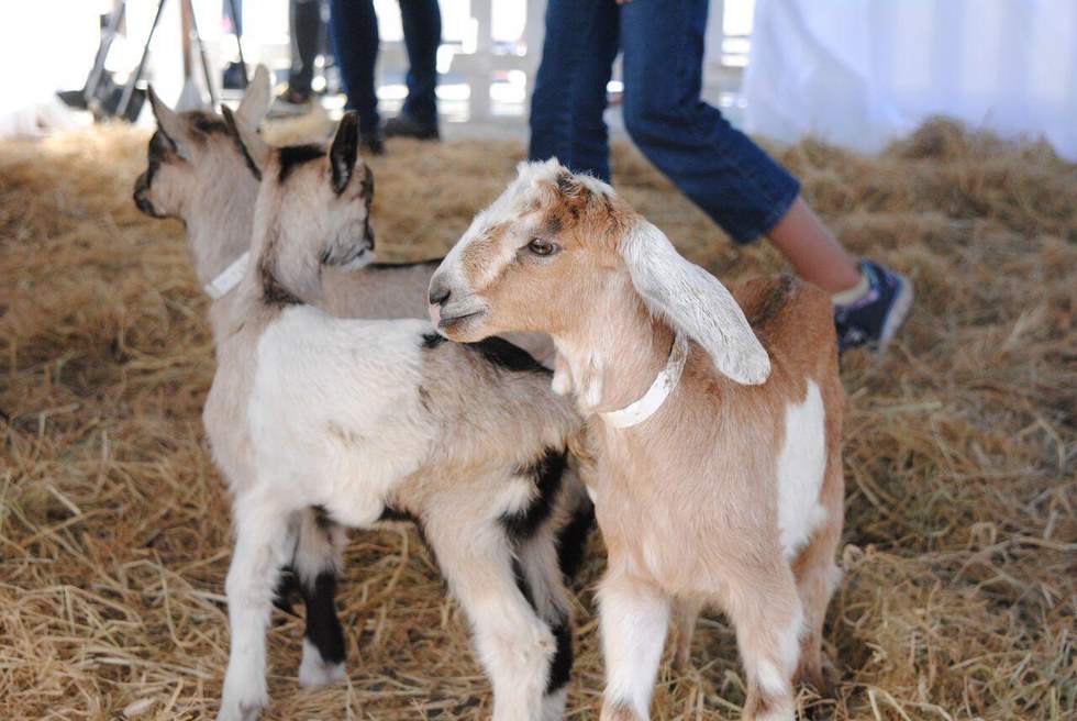 9th Annual Goat Festival Returns to SF in April 7x7 Bay Area