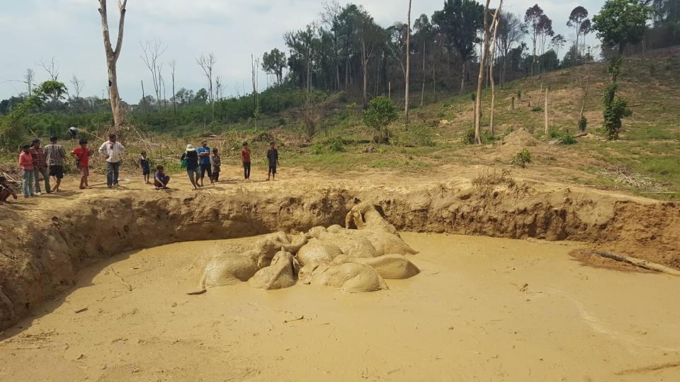 Rescuers dig ramps for elephant herd stuck in bomb crater in Cambodia