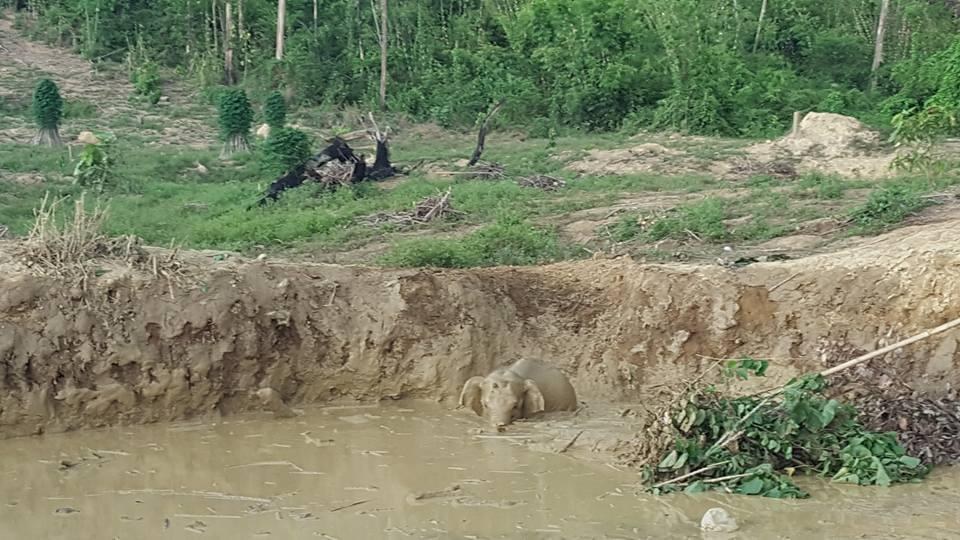 Baby elephant stuck in bomb crater in Cambodia