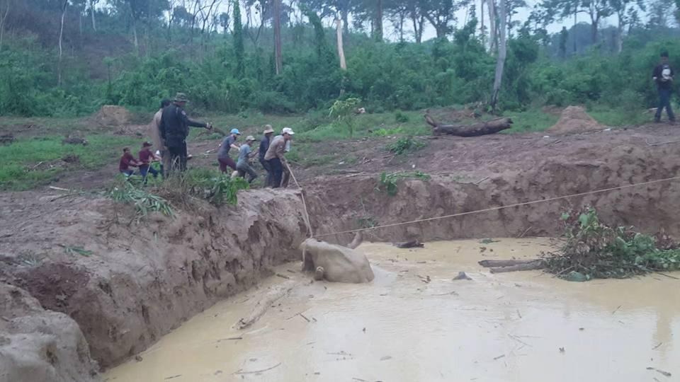 Baby elephant stuck in bomb crater in Cambodia