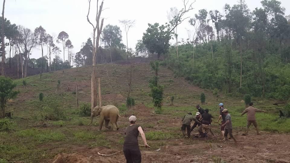 Baby elephant escapes bomb crater in Cambodia