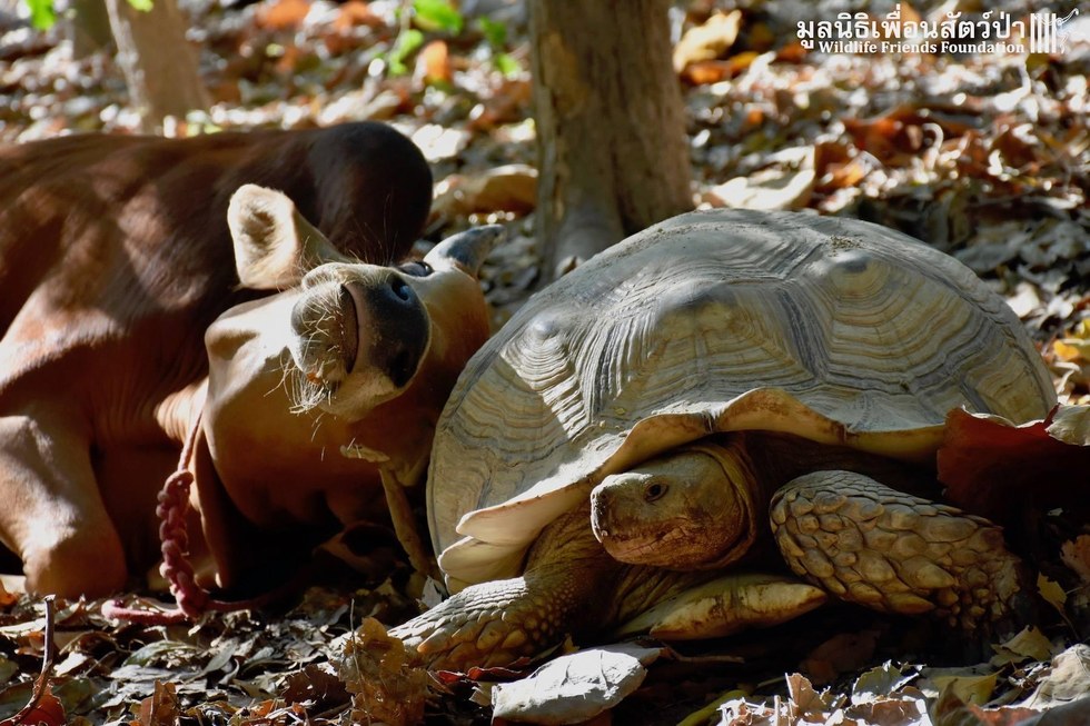 Rescued cow and tortoise in Thailand share sweet bond