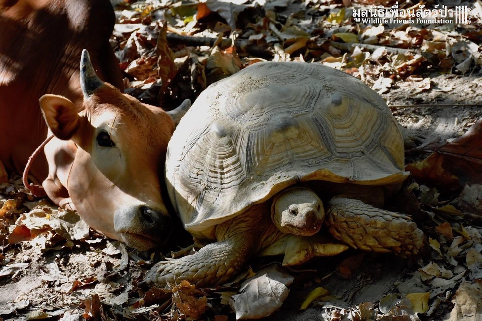 Rescued cow and tortoise in Thailand share sweet bond