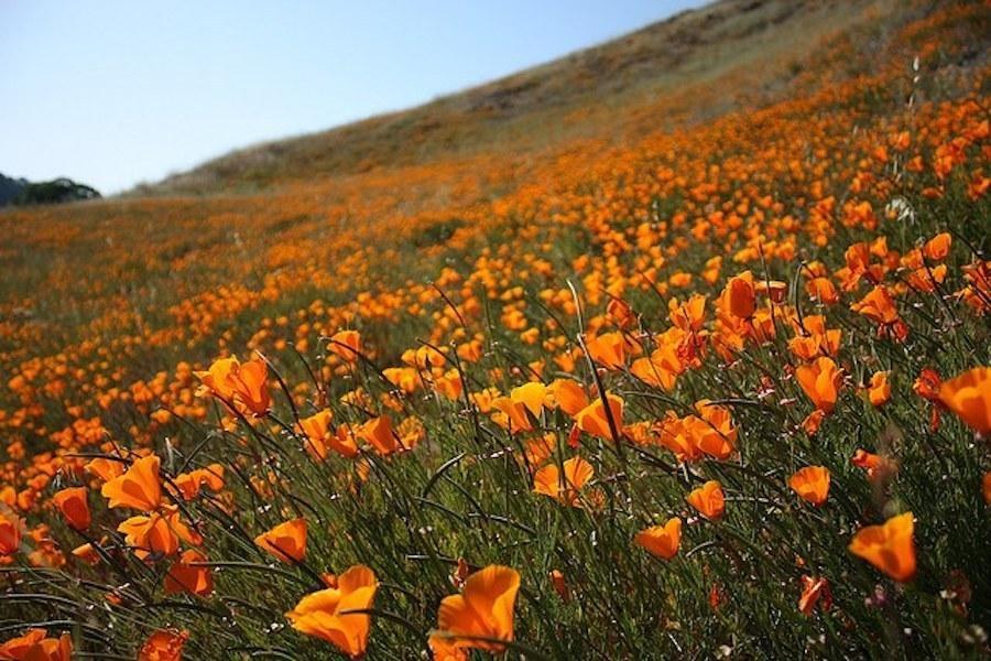 Where to See the Spring Super Bloom in the Bay Area 7x7 Bay Area