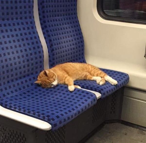 Ginger Cat Saunters Into Subway Train to Take a Nap