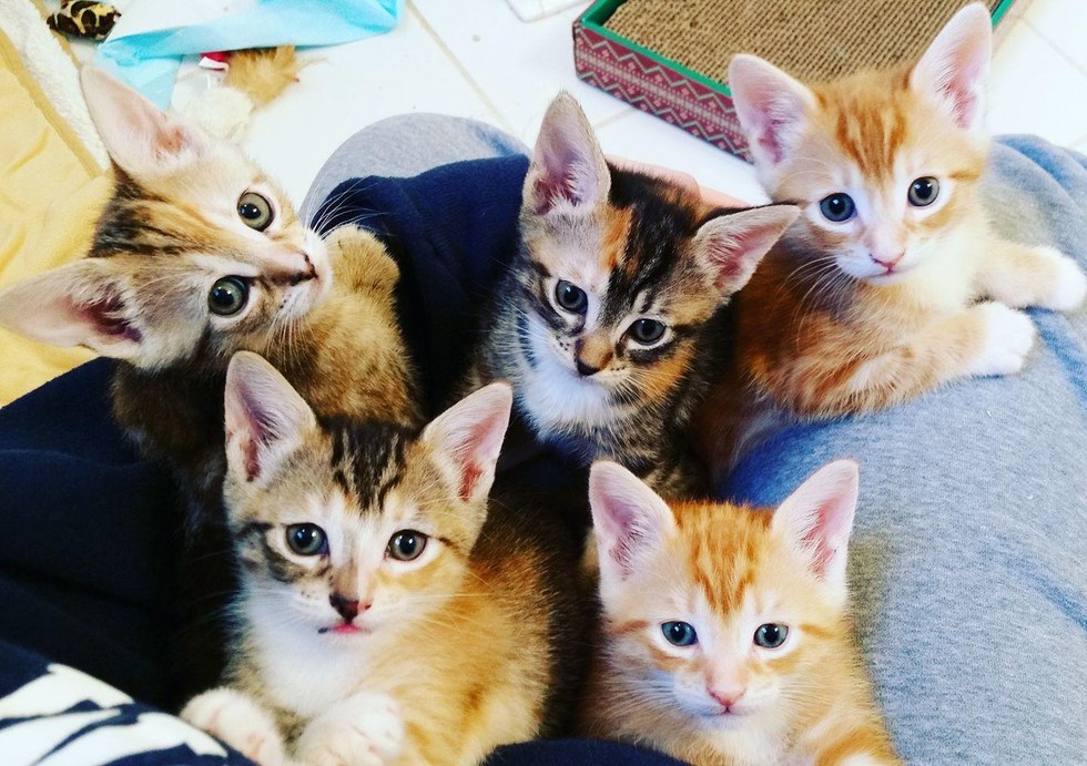 Pregnant Cat Hides in Shelter Cage Fearing for Her Babies, But After