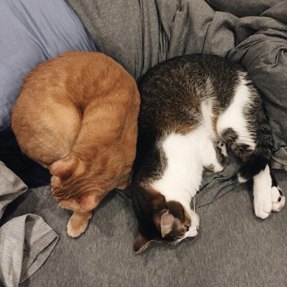 Rescued Cat Can't Stop Cuddling With Another Rescued Kitty Who Didn't ...