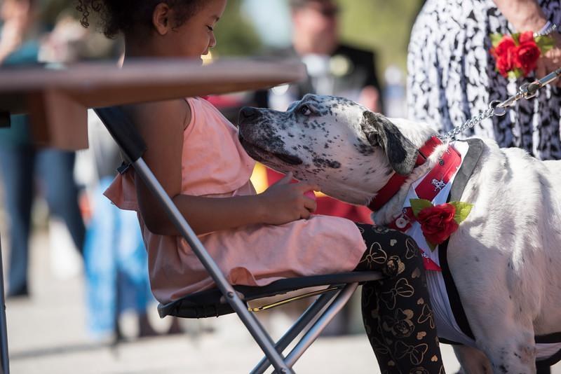 Special 'Senior Prom' Held To Help Older Dogs Get Adopted