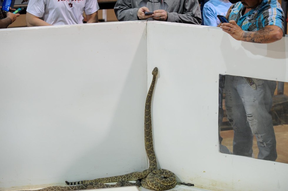 Thousands Of Rattlesnakes Are Being Killed In Cruel Contests