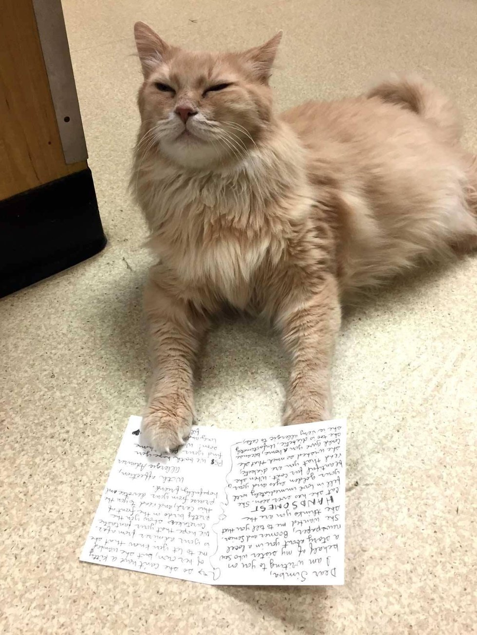 11 Year Old Shelter Cat with Special Needs Receives Letter 