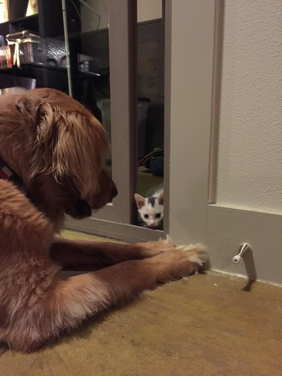 Kitten looking at dog through the crack in the door