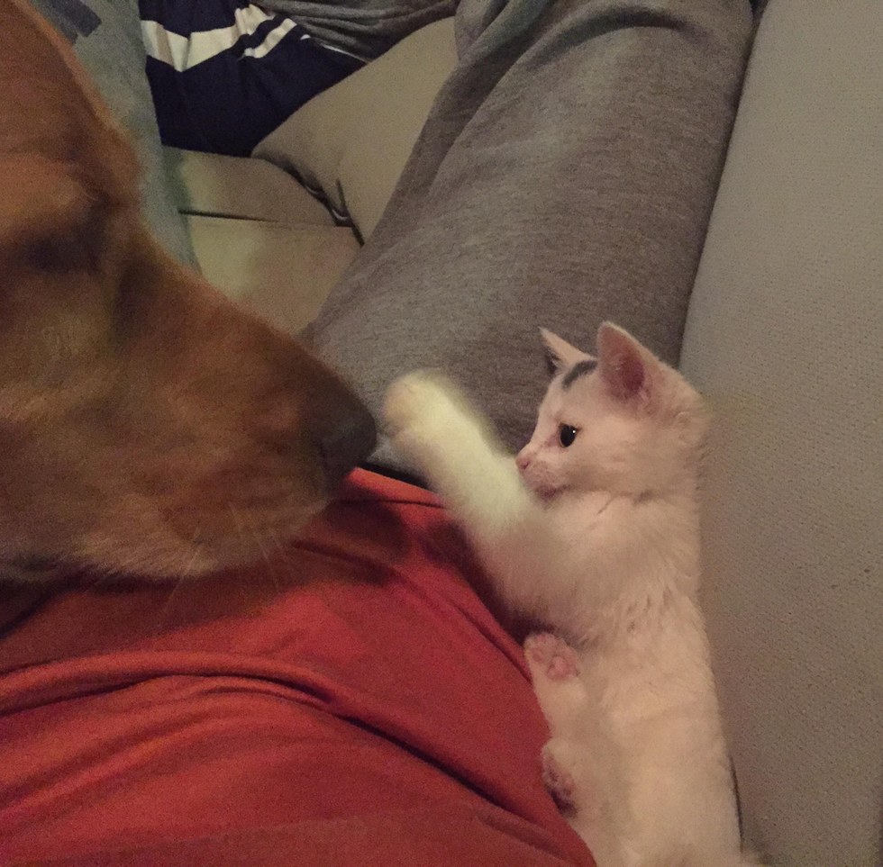 Kitten swiping the nose of her dog friend