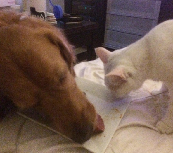 Dog and cat siblings cleaning a plate of food