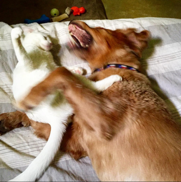 Dog and cat siblings playing together