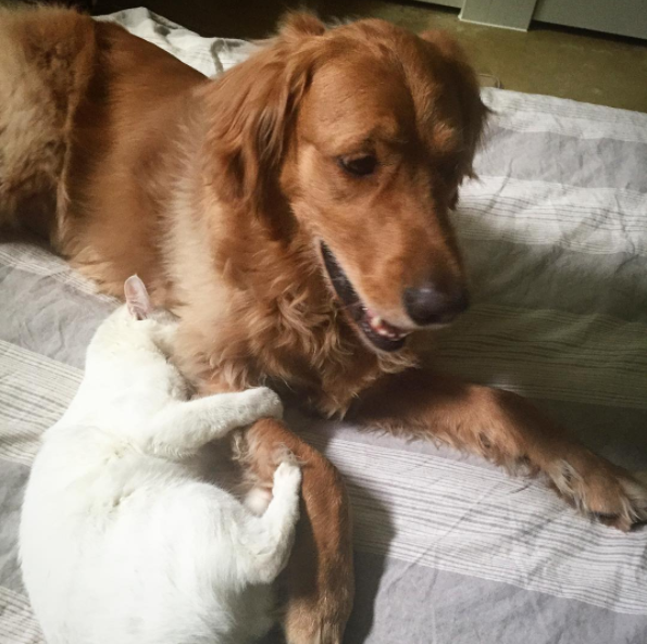 Brady and Tuukka - a dog and cat who love each other