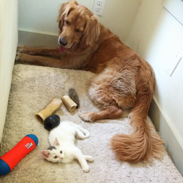Dog and cat siblings who love each other