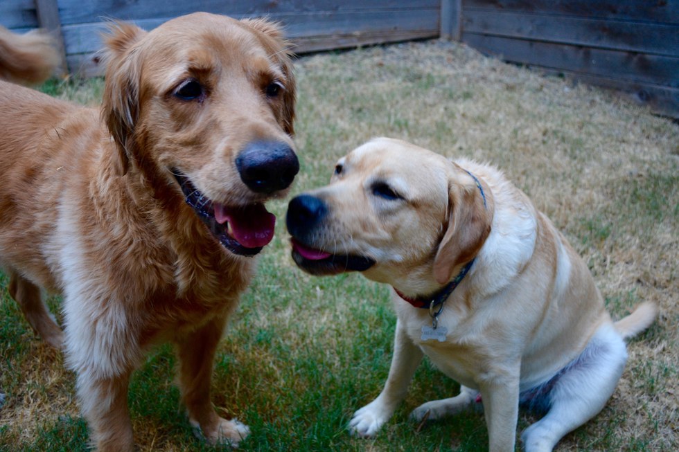 Brady the golden retriever having a play date with his dog friend