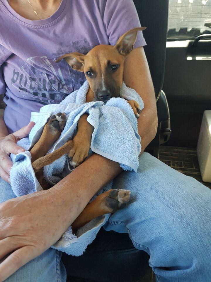 Sick puppy being driven to the vet