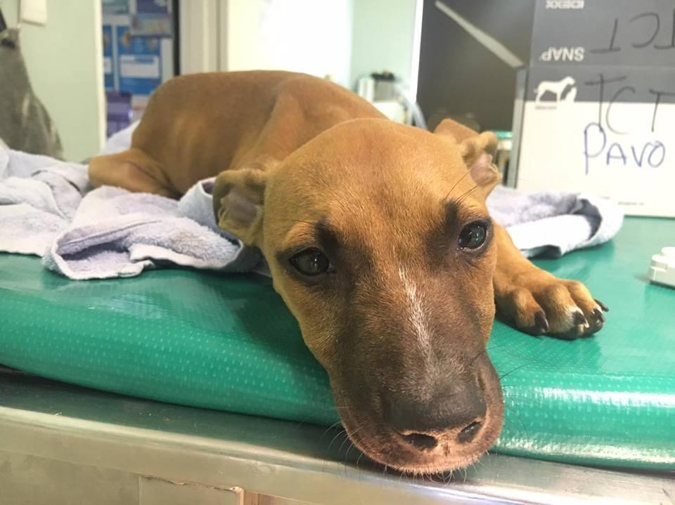 Sick puppy getting treatment for parvo virus