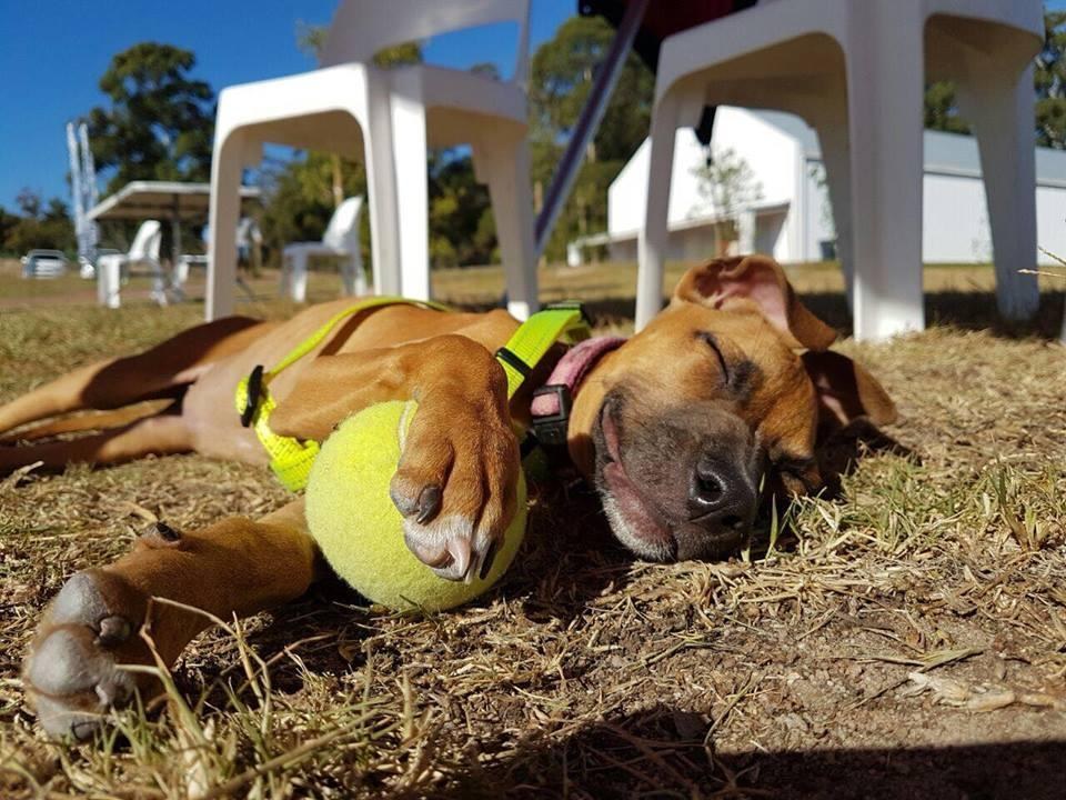 Puppy who is up for adoption enjoying time outside