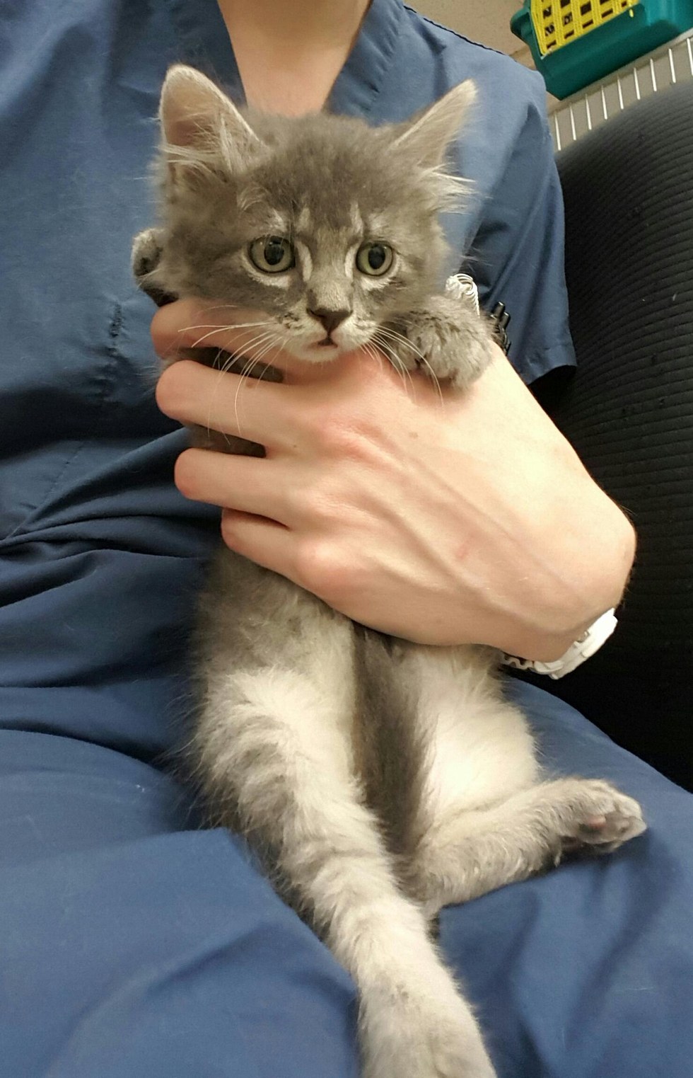 Kitten Found Abandoned On Roadside Reaches Out To Woman Asking To Be 4468