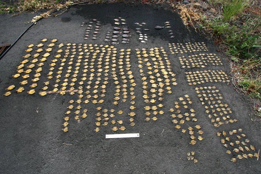 Hundreds of dead tropical fish discovered in a dumpster in Hawaii