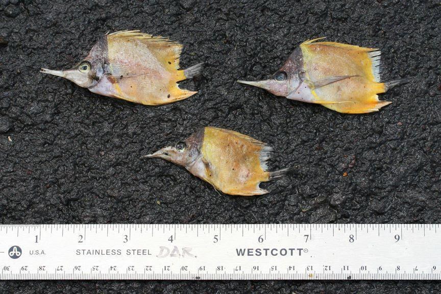 Dead tropical fish discovered in a dumpster in Hawaii