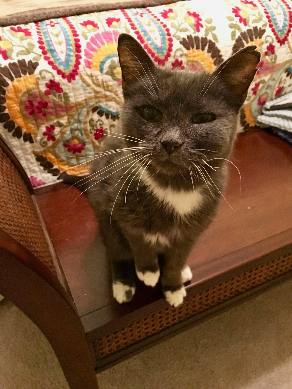 23-year-old Cat Given Up to Shelter Is So Thankful to Be Loved Again