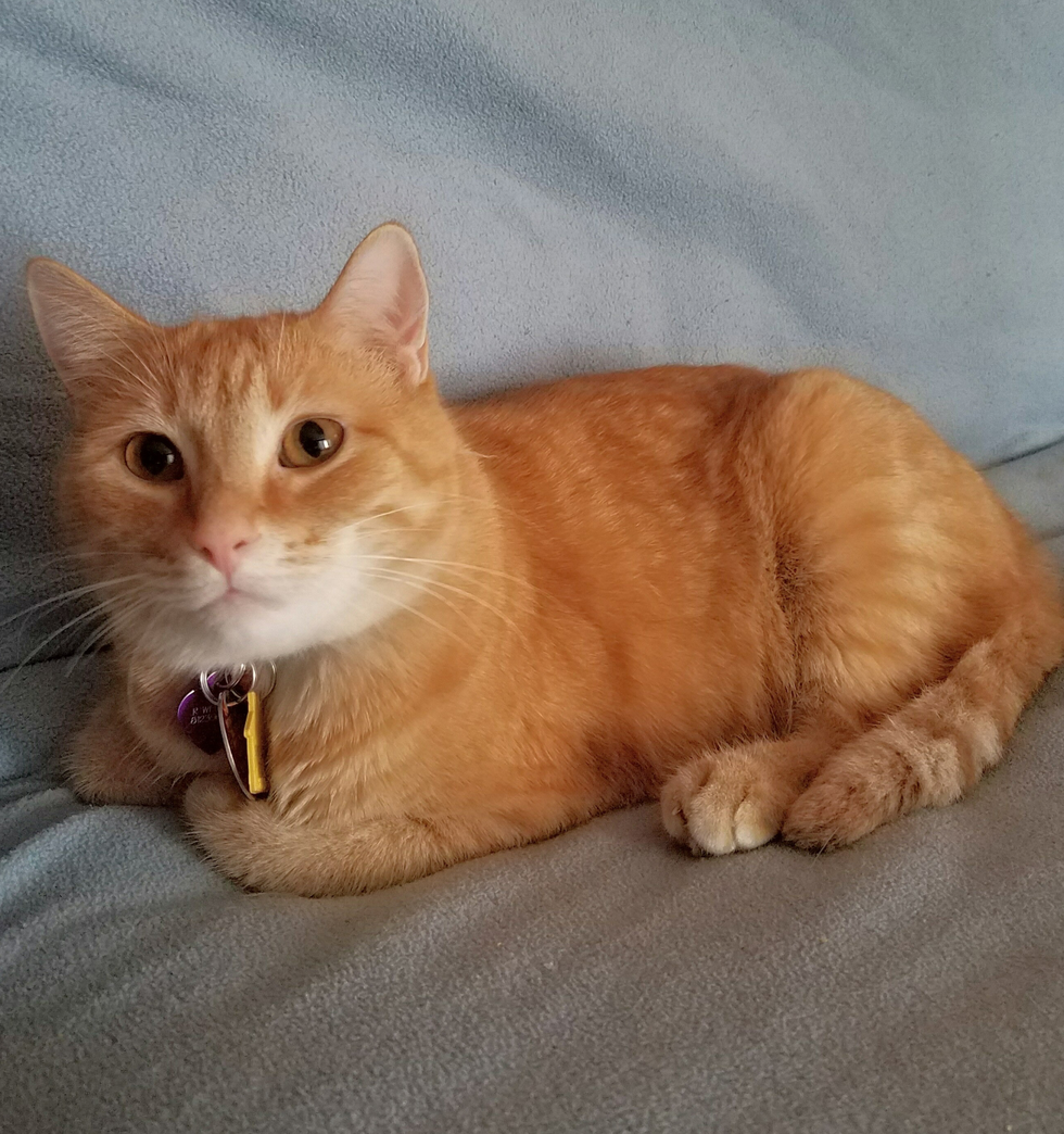 Woman Took a Chance on Paralyzed Cat, Never Stopped Believing She Could