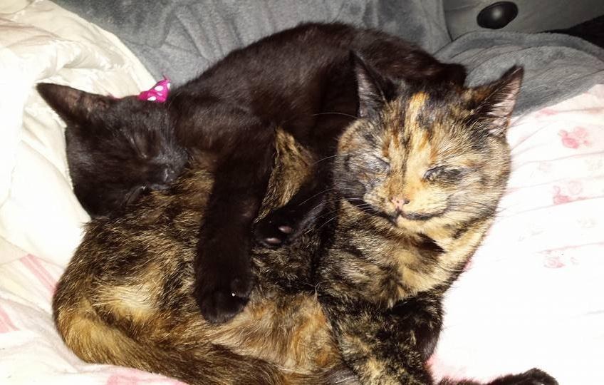 They Gave a Little Runt a Home, She Clings to Them For Life... (Then