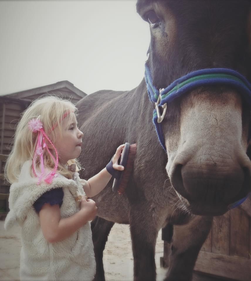 Girl grooming her therapy donkey