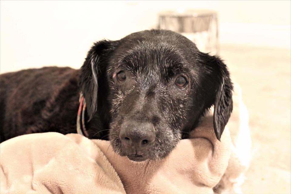 Senior rescue dog after a bath